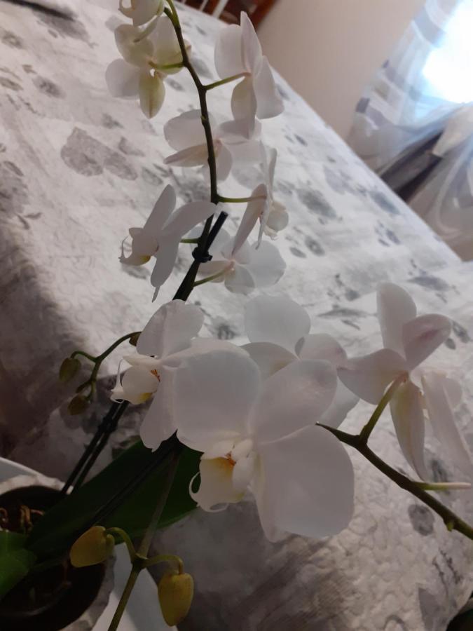 B&B Alla Bon'ora Volpago del Montello Esterno foto